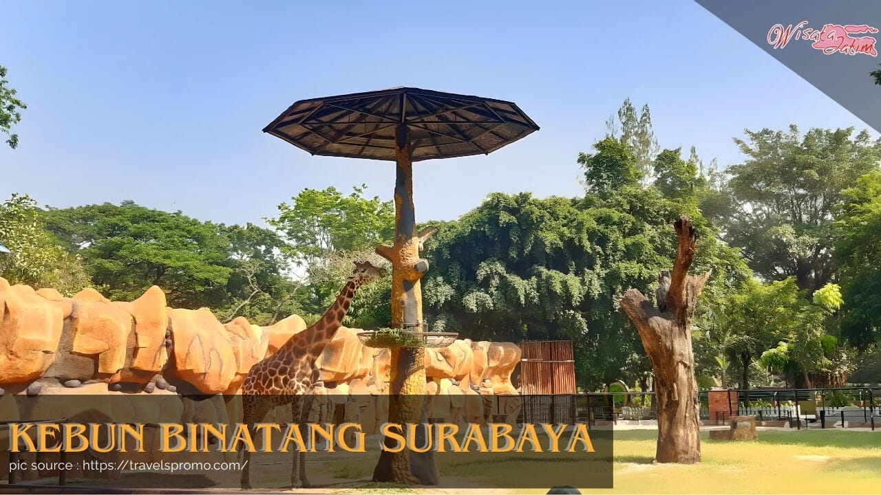 Kebun Binatang Surabaya, Wisata Jatim, Rental Mobil Surabaya, Rental Mobil Bulanan Surabaya